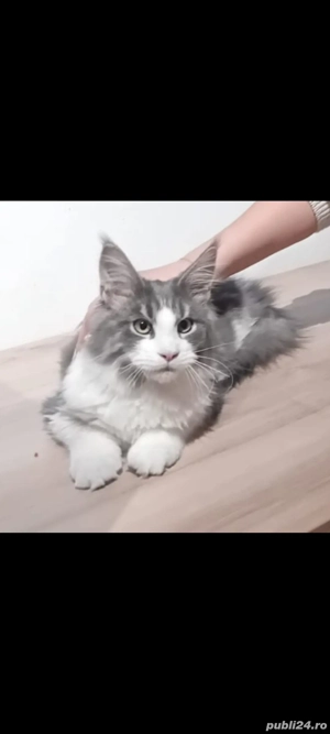 Vand pui Maine Coon , 3000 ron - imagine 3
