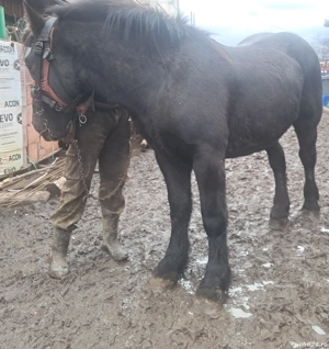 Vând manz  - imagine 3