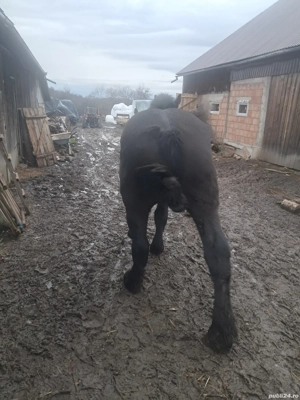 Vând manz  - imagine 2