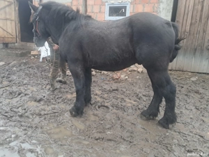 Vând manz  - imagine 4