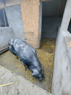 Pentru sacrifiat! - imagine 3