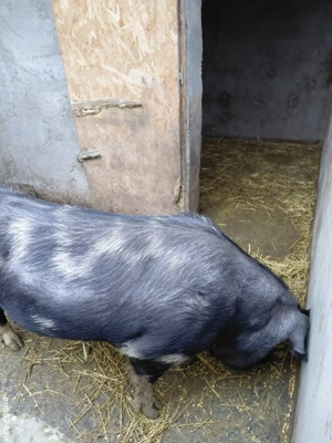 Pentru sacrifiat! - imagine 5