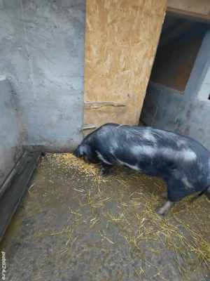 Pentru sacrifiat! - imagine 2