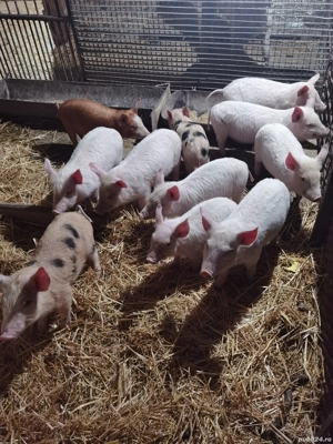 Vând purcei  - imagine 2