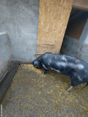 Pentru sacrifiat! - imagine 4