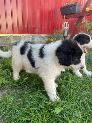 Vând urgent sau schimb cu diverse cățeii Ciobanesc de Bucovina tatăl lor este cu pedigree  - imagine 2