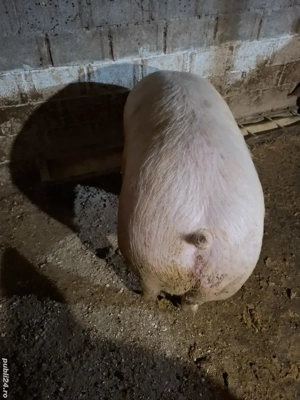 Vând jumătate de porc carcasă sau în viu 180 kg sau 200 kg - imagine 2