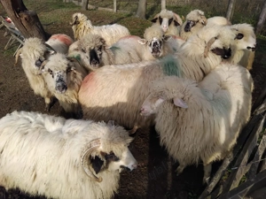 Oi de vânzare :: !   - imagine 2