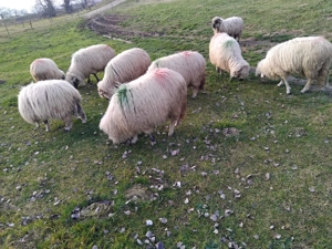 Oi de vânzare :: !   - imagine 3