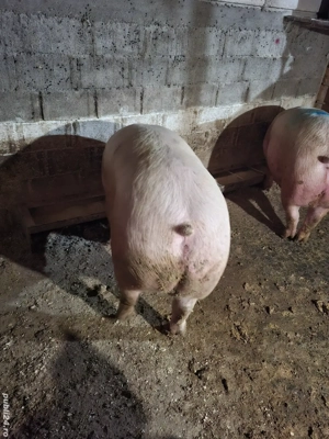 Vând jumătate de porc carcasă sau în viu 180 kg sau 200 kg - imagine 3