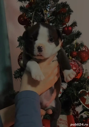 Mascul American Bully Pocket - imagine 2