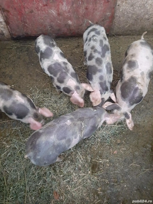 Vand purcei petrean - imagine 2