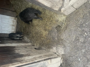 Vă multumesc - imagine 2