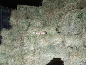 Vand baloti semanatura 