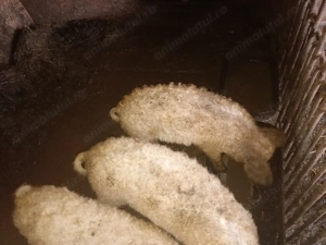 Mangalița  - imagine 3