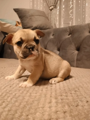 Pui de bulldog francez  - imagine 4