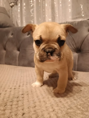 Pui de bulldog francez  - imagine 5