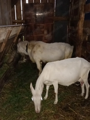 Țap Sannen rasă Olandeză 