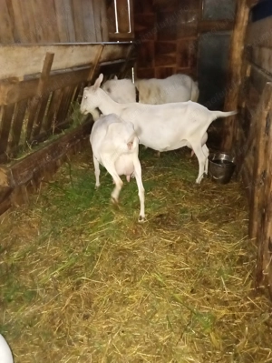 Țap Sannen rasă Olandeză  - imagine 3