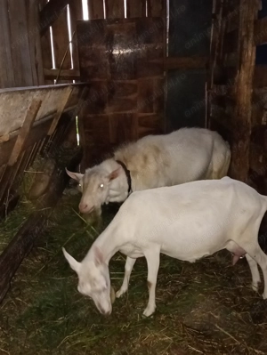 Țap Sannen rasă Olandeză  - imagine 2