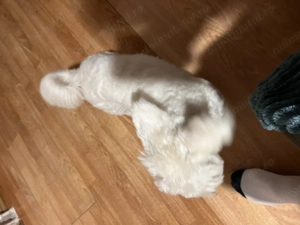 Bishon Maltez Mascul - imagine 2