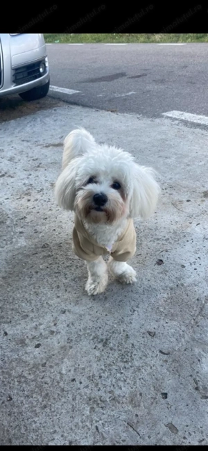 Bishon Maltez Mascul - imagine 4