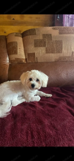 Bishon Maltez Mascul - imagine 3