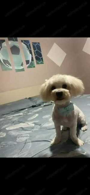 Bishon Maltez Mascul