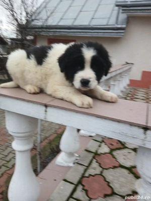 Pui Ciobanesc de Bucovina