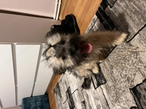 Bishon Havanez Femela - imagine 2