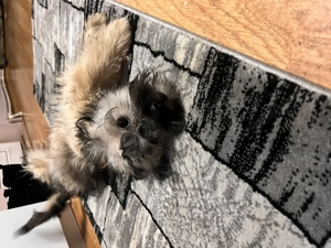 Bishon Havanez Femela - imagine 3