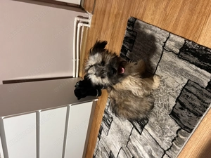 Bishon Havanez Femela