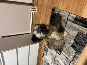 Bishon Havanez Femela - imagine 4