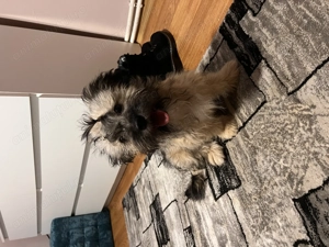 Bishon Havanez Femela - imagine 5