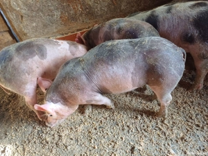 Vând 6 purcei Petren și o scroafă Petren 120-130kg. - imagine 2