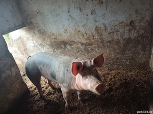 Vând 6 purcei Petren și o scroafă Petren 120-130kg. - imagine 4