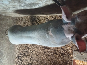 Vând 6 purcei Petren și o scroafă Petren 120-130kg. - imagine 5