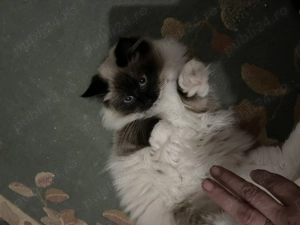 Pisicute Radoll - imagine 2