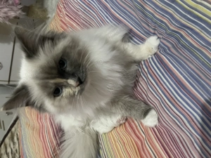 Pisicute Radoll - imagine 5