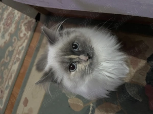 Pisicute Radoll - imagine 4