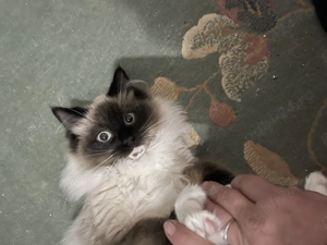 Pisicute Radoll - imagine 3