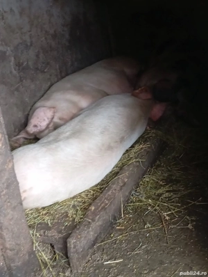 vind porci - imagine 2