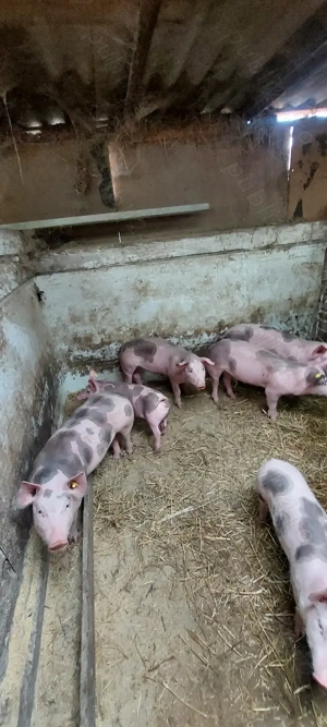 Vand purcei 18 săptămâni 