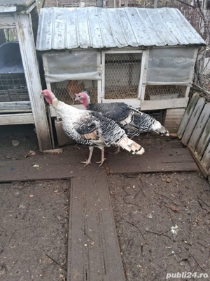 Curci si curcani, gaini si cocosi Australop Playmouth