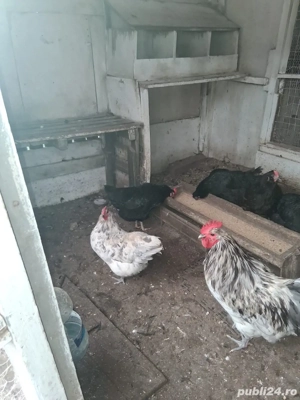 Curci si curcani, gaini si cocosi Australop Playmouth - imagine 2