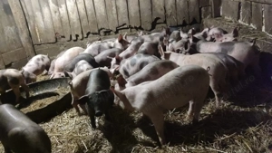 Purcei de vanzare - imagine 3