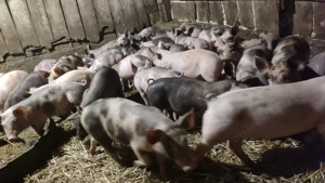 Purcei de vanzare - imagine 2