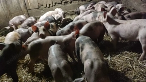 Purcei de vanzare - imagine 5