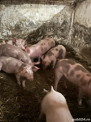 Purcei Top  Rasa de Carne 100% Pietran  - imagine 3