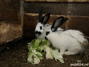 iepuri de rasa  - imagine 3